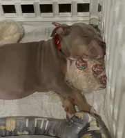 Maverick, a male American Bully for sale in Canton, GA – 3 of 9
