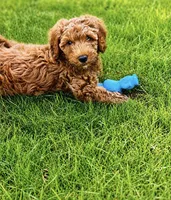 Max, a male Goldendoodle for sale in Canton, GA – 2 of 5