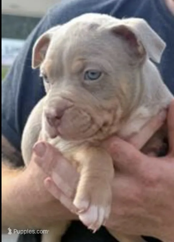 Maverick – American Bully puppy for sale in Canton, GA