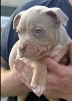 Maverick, a male American Bully for sale in Canton, GA – 1 of 9