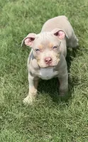 Maverick, a male American Bully for sale in Canton, GA – 4 of 9