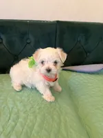 Diamond, a female Maltese for sale in Apache Junction, AZ – 7 of 10