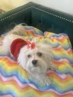 Diamond, a female Maltese for sale in Apache Junction, AZ – 10 of 10