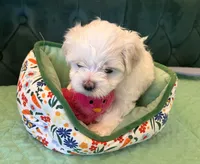 Jade , a female Maltese for sale in Apache Junction, AZ – 1 of 10