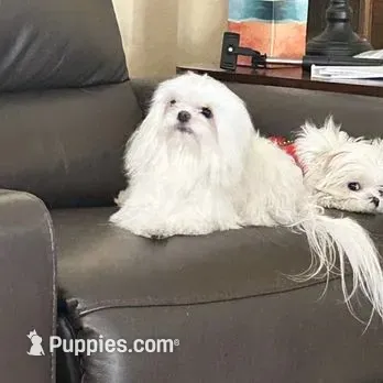 Jade , a female Maltese for sale in Apache Junction, AZ – 10 of 10