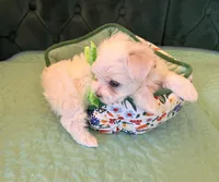 Diamond, a female Maltese for sale in Apache Junction, AZ – 6 of 10
