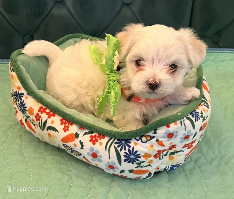 Diamond – Maltese puppy for sale in Apache Junction, AZ