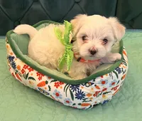 Diamond, a female Maltese for sale in Apache Junction, AZ – 1 of 10