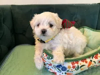 Casper, a male Maltese for sale in Apache Junction, AZ – 1 of 10