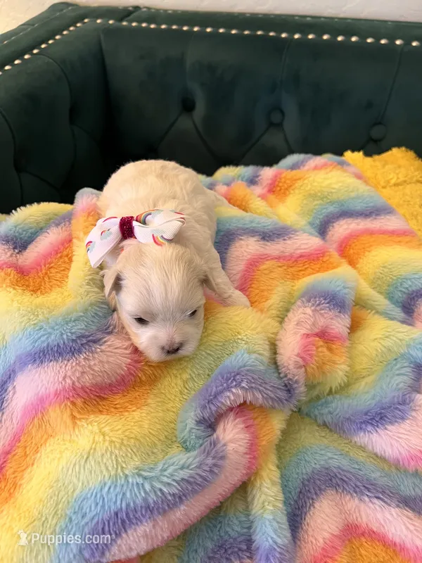 Pearl – Maltese puppy for sale in Apache Junction, AZ