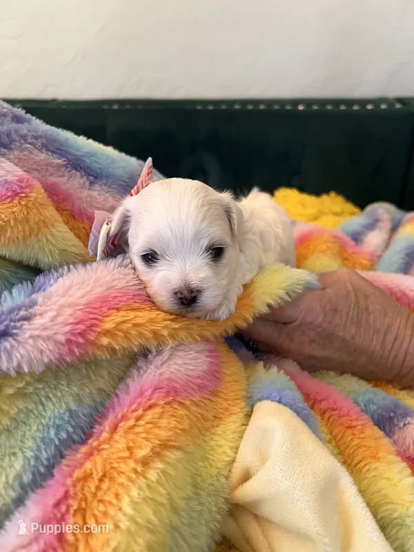 Diamond  – Maltese puppy for sale in Apache Junction, AZ