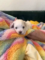 Diamond , a female Maltese for sale in Apache Junction, AZ – 1 of 6