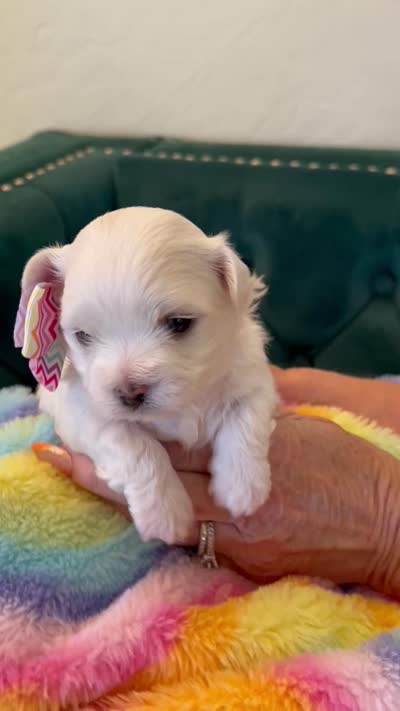 Diamond , a female Maltese for sale in Apache Junction, AZ – 5 of 6