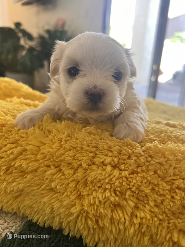 Diamond  – Maltese puppy for sale in Apache Junction, AZ