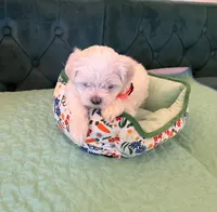 Casper, a male Maltese for sale in Apache Junction, AZ – 3 of 10