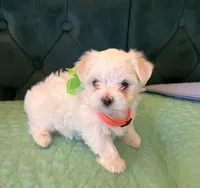 Diamond, a female Maltese for sale in Apache Junction, AZ – 2 of 10