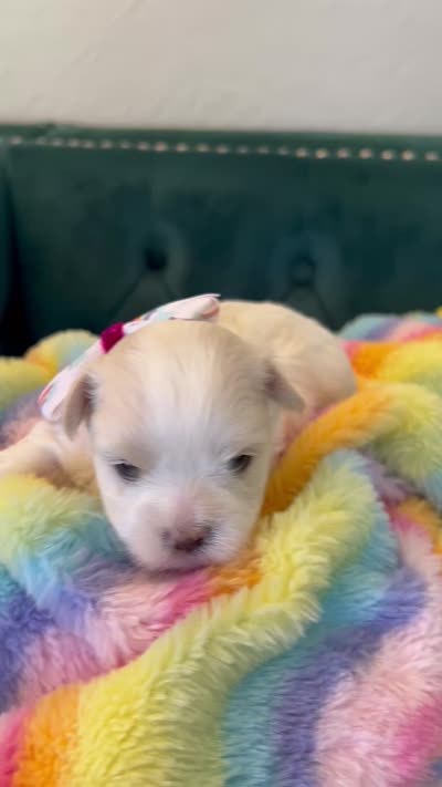 Pearl, a female Maltese for sale in Apache Junction, AZ – 6 of 6