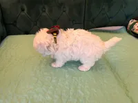 Casper, a male Maltese for sale in Apache Junction, AZ – 4 of 10