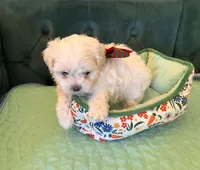 Casper, a male Maltese for sale in Apache Junction, AZ – 2 of 10