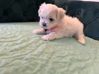 Jade , a female Maltese for sale in Apache Junction, AZ – 8 of 10