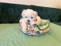Jade , a female Maltese for sale in Apache Junction, AZ – 6 of 10