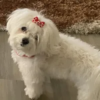 Diamond, a female Maltese for sale in Apache Junction, AZ – 9 of 10