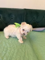 Diamond, a female Maltese for sale in Apache Junction, AZ – 3 of 10
