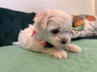 Jade , a female Maltese for sale in Apache Junction, AZ – 3 of 10