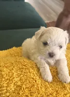 Casper, a male Maltese for sale in Apache Junction, AZ – 1 of 4