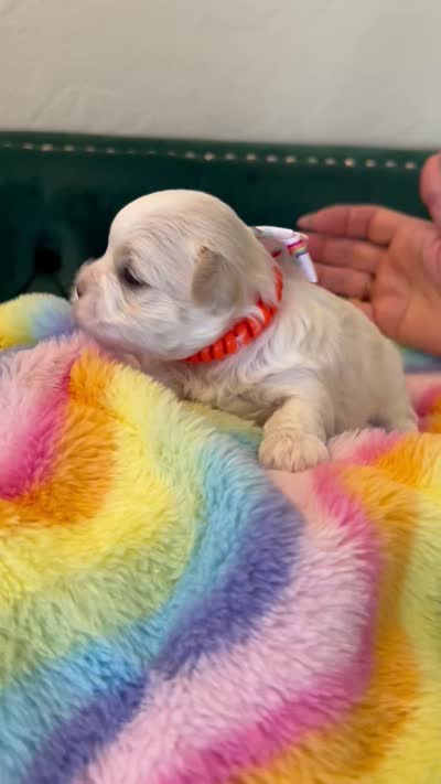 Pearl, a female Maltese for sale in Apache Junction, AZ – 5 of 6