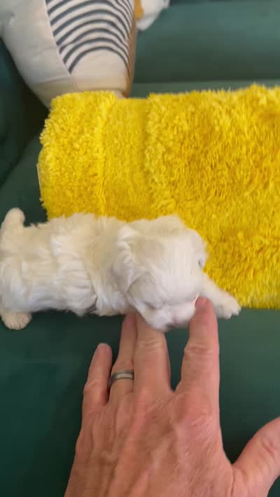 Casper, a male Maltese for sale in Apache Junction, AZ – 4 of 4