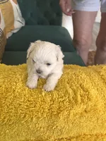 Casper, a male Maltese for sale in Apache Junction, AZ – 2 of 4