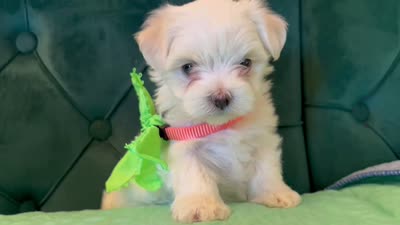 Diamond, a female Maltese for sale in Apache Junction, AZ – 4 of 10