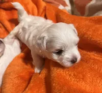Diamond , a female Maltese for sale in Apache Junction, AZ – 2 of 6