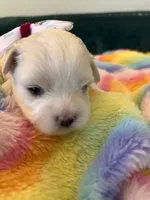 Pearl, a female Maltese for sale in Apache Junction, AZ – 4 of 6
