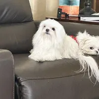 Diamond, a female Maltese for sale in Apache Junction, AZ – 8 of 10