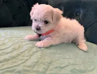 Jade , a female Maltese for sale in Apache Junction, AZ – 2 of 10