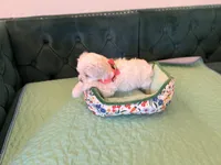 Jade , a female Maltese for sale in Apache Junction, AZ – 5 of 10