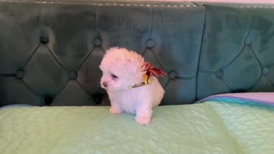 Casper, a male Maltese for sale in Apache Junction, AZ – 10 of 10