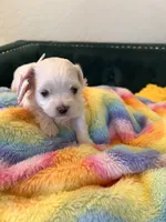 Diamond , a female Maltese for sale in Apache Junction, AZ – 4 of 6