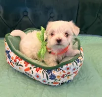 Diamond, a female Maltese for sale in Apache Junction, AZ – 5 of 10