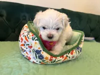 Jade , a female Maltese for sale in Apache Junction, AZ – 7 of 10