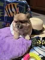 Nickname. Pickles, a male Pomeranian for sale in Charlotte, NC – 1 of 9