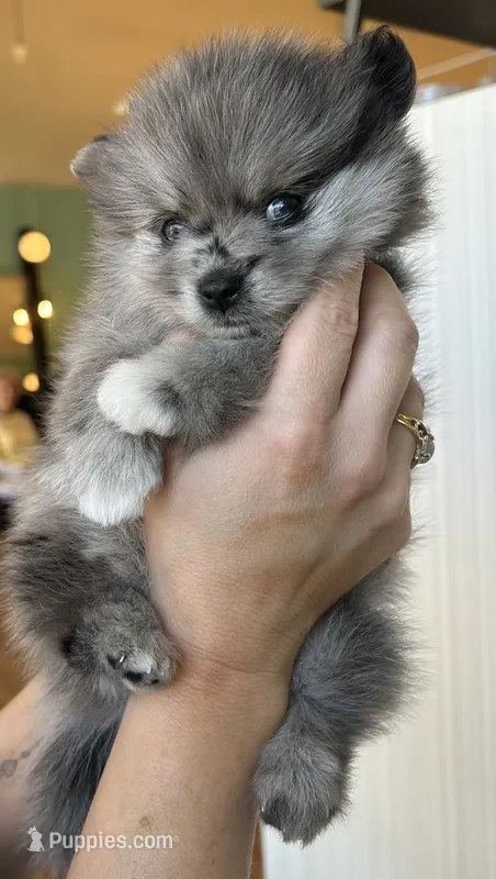 Nickname-Snuggles – Pomeranian puppy for sale in Charlotte, NC