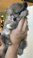 Nickname-Snuggles, a male Pomeranian for sale in Charlotte, NC – 1 of 10