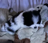 Nickname. Snoopy, a male Pomeranian for sale in Charlotte, NC – 2 of 10