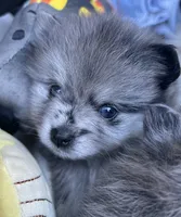 Nickname-Snuggles, a male Pomeranian for sale in Charlotte, NC – 3 of 10