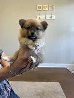 Nickname. Tori, a female Pomeranian for sale in Charlotte, NC – 6 of 9