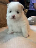 Nickname-Charlie, a male Pomeranian for sale in Charlotte, NC – 6 of 7