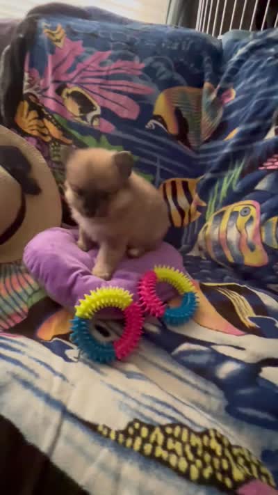 Nickname. Pickles, a male Pomeranian for sale in Charlotte, NC – 9 of 9